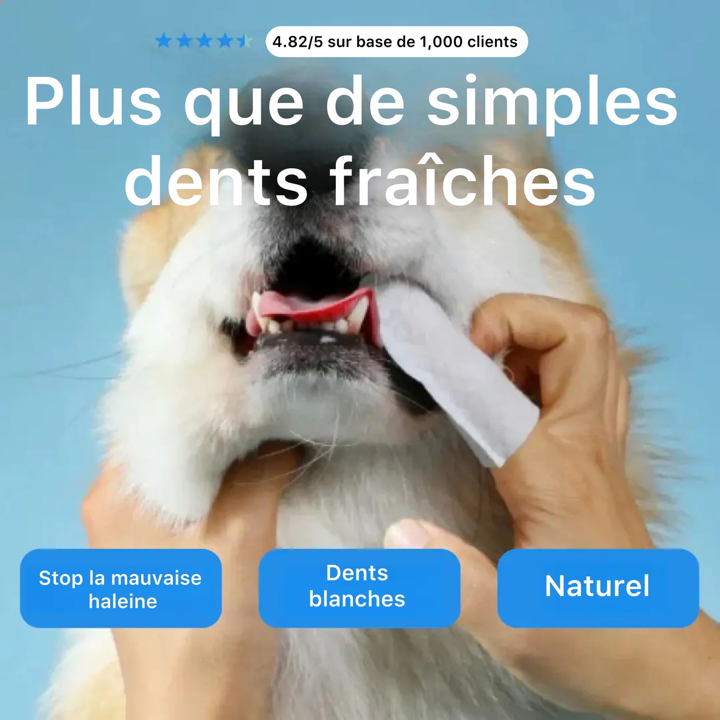 Canipure - Lingettes dentaires naturelles pour animaux de compagnie