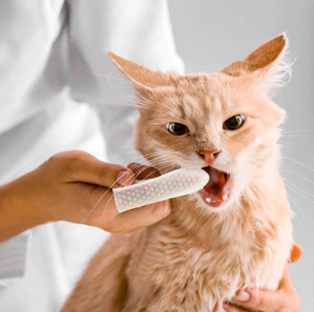 Canipure - Lingettes dentaires naturelles pour animaux de compagnie